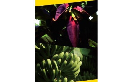 国産バナナNEXT716 「12本」　レギュラーサイズ【国産 バナナ 無農薬 フルーツ 果物 デザート 朝食 スムージー バナナ】
