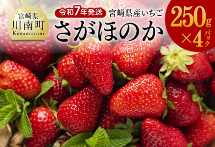 令和7年発送　宮崎県産いちご「さがほのか」250ｇ×4パック 【 先行予約 期間限定 果物 イチゴ 苺 フルーツ 】