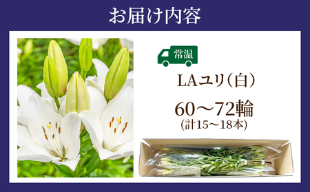 【2週間以内発送】≪期間限定≫LA ユリ(白) 約15本 生花 切花 百合 国産_T045-0041