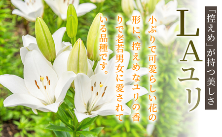 【2週間以内発送】≪期間限定≫LA ユリ(黄) 約15本 生花 切花 百合 国産_T045-0061