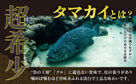 都農町産「つのタマカイ(鍋用・ぶつ切り)2～3人前」計500g 魚 魚介 養殖 希少 国産_T012-001【希少 魚 魚介 ギフト 魚 鍋 食品 魚介 鍋 おかず 魚 魚介 お土産 魚 鍋 贈り物 魚介 鍋 送料無料 魚 魚介 プレゼント 魚 鍋 おすすめ 魚介 鍋 養殖 魚 魚介 都農町 魚 鍋 都農町産 魚介 鍋 宮崎県産 魚 魚介】