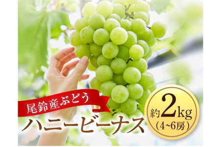 Aa80 ぶどう『ハニービーナス』約2kg(4~6房)