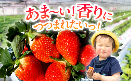≪先行予約≫都農町産いちご「やよいひめ」計500g フルーツ 果物 デザート イチゴ 国産_T059-001