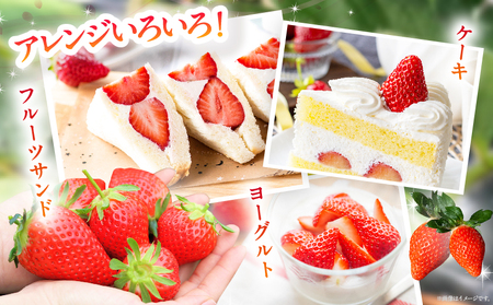 ≪先行予約≫都農町産いちご「やよいひめ」計500g フルーツ 果物 デザート イチゴ 国産_T059-001