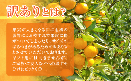 先行予約≪数量限定≫訳あり不知火(つのぽん)約5kg フルーツ 果物 柑橘 みかん 国産_T002-002