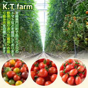 ＜先行予約受付中！2025年11月上旬から順次発送予定＞カラフルトマト食べ比べセット(約1kg)  国産 宮崎県産 とまと 野菜 サラダ 黄色 オレンジ みどり 紫 アイコ 赤 セレブスイート 【KT-9】【K.Tfarm】