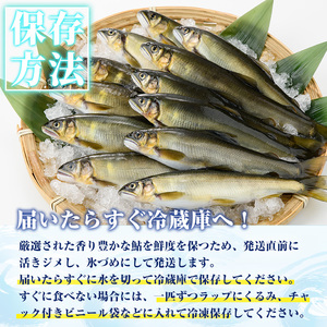 【北海道・離島不可】＜先行予約受付中！2025年10月～11月中旬の間に発送予定＞＜期間限定＞生子持ち鮎(約1kg・10～14匹) 鮎 冷蔵 子持ち鮎 生き〆 生きシメ 国産 門川町産 宮崎県産 塩焼き あゆ 川魚 養殖 香魚 期間限定 【ME-02】【米良水産】