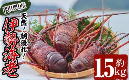＜数量限定・期間限定＞天然！門川町産活き伊勢海老(計1.5kg・約2～6尾)エビ えび 刺身 魚介 海鮮 朝獲れ 国産【O-6】【門川漁業協同組合】