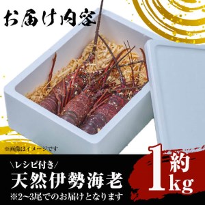 ＜数量限定・期間限定＞天然！門川町産活き伊勢海老(計1kg・約2～3尾)エビ えび 刺身 魚介 海鮮 朝獲れ 国産【O-4】【門川漁業協同組合】