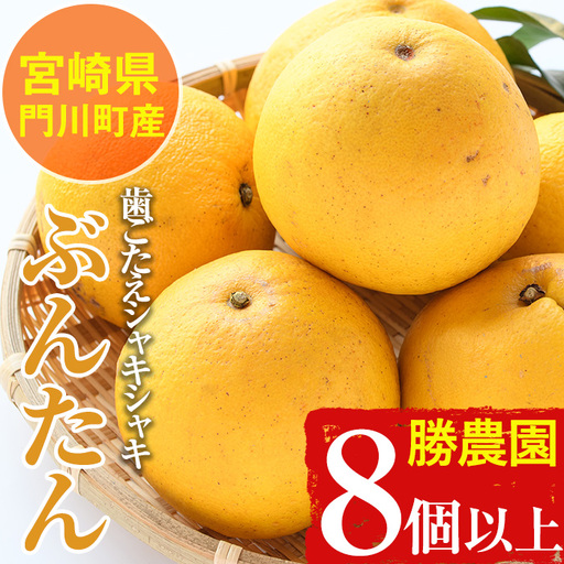 宮崎県門川町産文旦≪ぶんたん≫(8個以上) 柑橘 果物 数量限定 期間限定 国産 フルーツ 常温 保存 遠見半島 【AE-17】【勝農園】