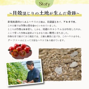 ＜先行予約受付中！2025年12月から順次発送予定＞＜期間限定＞ ミニトマト(約3kg)【GF-2】【グーファーム】 ミニトマト(約3kg)野菜 とまと フルーツトマト サマー千果 アイコ サラダ 【GF-2】【グーファーム】