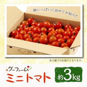 ＜先行予約受付中！2025年12月から順次発送予定＞＜期間限定＞ ミニトマト(約3kg)【GF-2】【グーファーム】 ミニトマト(約3kg)野菜 とまと フルーツトマト サマー千果 アイコ サラダ 【GF-2】【グーファーム】