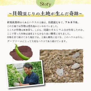 期間限定！スナップエンドウ(約2kg)野菜 やさい 旬 新鮮 サラダ そら豆 えんどう豆 宮崎県産【GF-1】【グーファーム】