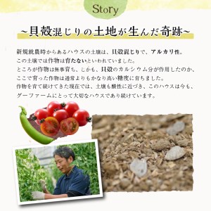 ＜期間限定＞ミニトマト(約1.5kg)とスナップエンドウ(約1kg)野菜 とまと えんどう豆 フルーツトマト サンチェリーピュア ダルタリー アイコ サラダ【GF-3】【グーファーム】