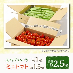 ＜期間限定＞ミニトマト(約1.5kg)とスナップエンドウ(約1kg)野菜 とまと えんどう豆 フルーツトマト サンチェリーピュア ダルタリー アイコ サラダ【GF-3】【グーファーム】
