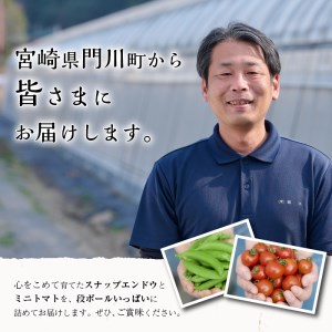 ＜期間限定＞ミニトマト(約1.5kg)とスナップエンドウ(約1kg)野菜 とまと えんどう豆 フルーツトマト サンチェリーピュア ダルタリー アイコ サラダ【GF-3】【グーファーム】