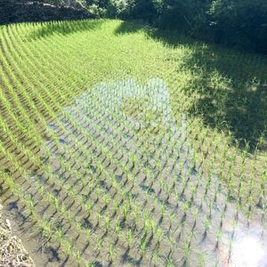 おいしい水が育んだお米 諸塚村産白米ヒノヒカリ 5kg【1683804】