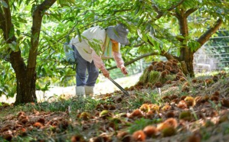 和菓子 栗きんとん & 栗おはぎ 各 6個入 × 2箱 [栗きんとん はな恵 宮崎県 美郷町 31am0006]