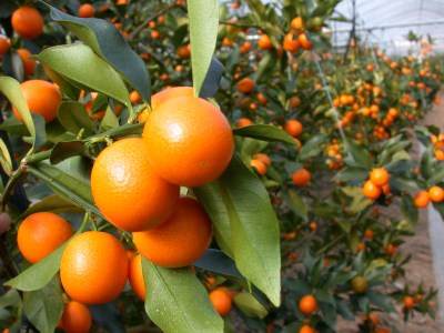 完熟 きんかん 甘露煮 170g×10袋 セット [農林産物直売所 美郷ノ蔵 宮崎県 美郷町 31ab0081]