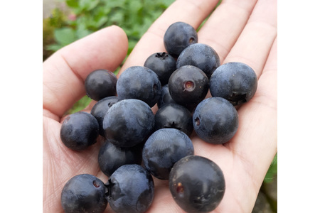 ブルーベリー 冷凍 500g × 2袋 1kg [農林産物直売所 美郷ノ蔵 宮崎県 美郷町 31ab0135]