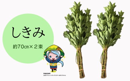 しきみ しきび 2束 セット 70cm [中村しきみ園 宮崎県 美郷町 31ay0004]