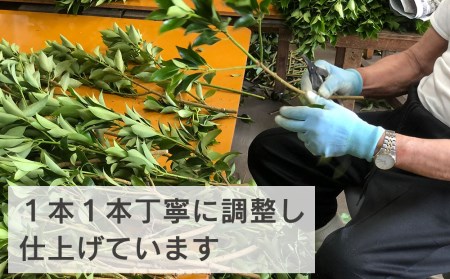 しきみ しきび 2束 セット 70cm [中村しきみ園 宮崎県 美郷町 31ay0004]