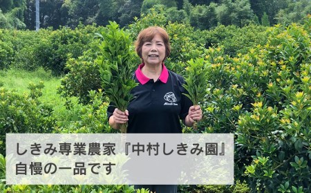 しきみ しきび 2束 セット 70cm [中村しきみ園 宮崎県 美郷町 31ay0004]