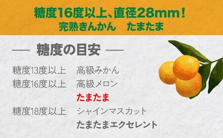 完熟きんかん たまたま 2kg ふるさと納税 果物 フルーツ デザート スイーツ きんかん きんかんたまたま 完熟 宮崎県産 国産 宮崎産 贈答 贈り物 ギフト プレゼント ブランド 柑橘 柑橘系 柑橘類 おやつ グルメ お取り寄せ 宮崎県 高千穂町 _Tk004-050