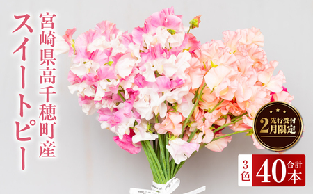 スイートピー（2月限定） 卒業式 卒業祝い 入学式 入学祝い 成人式 成人祝 スイートピー 花 生花 花束 プレゼント 贈り物 贈答 ギフト お返し お祝い 内祝い 記念日 誕生日 結婚記念 退職祝い _Tk004-053