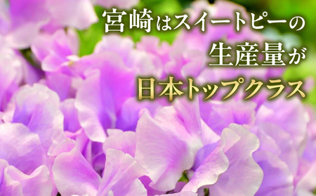 スイートピー（2月限定） 卒業式 卒業祝い 入学式 入学祝い 成人式 成人祝 スイートピー 花 生花 花束 プレゼント 贈り物 贈答 ギフト お返し お祝い 内祝い 記念日 誕生日 結婚記念 退職祝い _Tk004-053