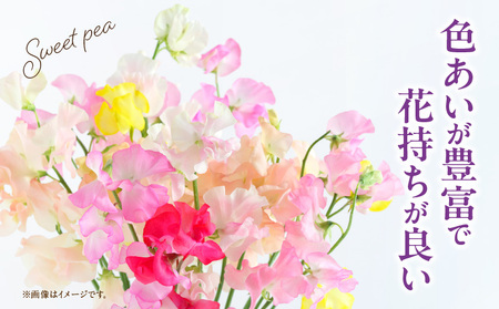スイートピー（2月限定） 卒業式 卒業祝い 入学式 入学祝い 成人式 成人祝 スイートピー 花 生花 花束 プレゼント 贈り物 贈答 ギフト お返し お祝い 内祝い 記念日 誕生日 結婚記念 退職祝い _Tk004-053