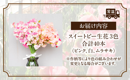 スイートピー（2月限定） 卒業式 卒業祝い 入学式 入学祝い 成人式 成人祝 スイートピー 花 生花 花束 プレゼント 贈り物 贈答 ギフト お返し お祝い 内祝い 記念日 誕生日 結婚記念 退職祝い _Tk004-053