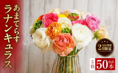 ラナンキュラス（2月限定） あまてらすラナンキュラス 花 お花 フラワー 花弁 白 黄 赤 ピンク オレンジ 贈答 贈り物 ギフト プレゼント お祝い 内祝い 卒業祝い 退職祝い 記念日 結婚記念日 誕生日 節目 門出 花言葉 観賞 観賞用 植物 生け花 切り花 宮崎県 高千穂町 _Tk004-052