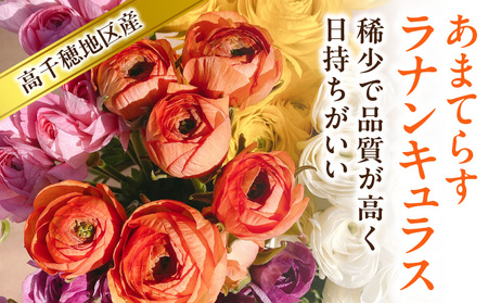 ラナンキュラス（2月限定） あまてらすラナンキュラス 花 お花 フラワー 花弁 白 黄 赤 ピンク オレンジ 贈答 贈り物 ギフト プレゼント お祝い 内祝い 卒業祝い 退職祝い 記念日 結婚記念日 誕生日 節目 門出 花言葉 観賞 観賞用 植物 生け花 切り花 宮崎県 高千穂町 _Tk004-052