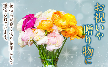 ラナンキュラス（2月限定） あまてらすラナンキュラス 花 お花 フラワー 花弁 白 黄 赤 ピンク オレンジ 贈答 贈り物 ギフト プレゼント お祝い 内祝い 卒業祝い 退職祝い 記念日 結婚記念日 誕生日 節目 門出 花言葉 観賞 観賞用 植物 生け花 切り花 宮崎県 高千穂町 _Tk004-052