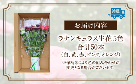 ラナンキュラス（2月限定） あまてらすラナンキュラス 花 お花 フラワー 花弁 白 黄 赤 ピンク オレンジ 贈答 贈り物 ギフト プレゼント お祝い 内祝い 卒業祝い 退職祝い 記念日 結婚記念日 誕生日 節目 門出 花言葉 観賞 観賞用 植物 生け花 切り花 宮崎県 高千穂町 _Tk004-052