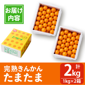 ＜先行予約受付中！2025年2月～3月中旬頃に発送＞完熟きんかん「たまたま」(約2kg・1kg×2箱)果物 フルーツ 金柑 柑橘 期間限定【NK010】【宮崎県農業協同組合　高千穂地区本部】