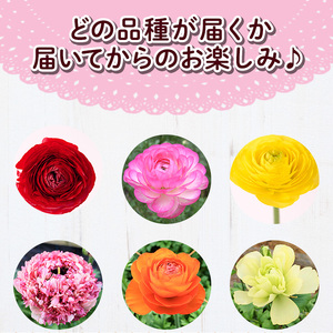 <先行予約受付中!2026年1月下旬~3月上旬頃に発送>あまてらすラナンキュラス (50本)花 生花 フラワー 切り花 業務用 贈り物 期間限定【NK011】【宮崎県農業協同組合 高千穂地区本部】