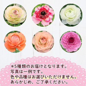 <先行予約受付中!2026年1月下旬~3月上旬頃に発送>あまてらすラナンキュラス (50本)花 生花 フラワー 切り花 業務用 贈り物 期間限定【NK011】【宮崎県農業協同組合 高千穂地区本部】