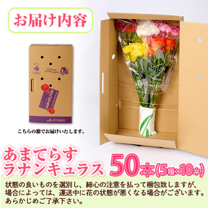 <先行予約受付中!2026年1月下旬~3月上旬頃に発送>あまてらすラナンキュラス (50本)花 生花 フラワー 切り花 業務用 贈り物 期間限定【NK011】【宮崎県農業協同組合 高千穂地区本部】