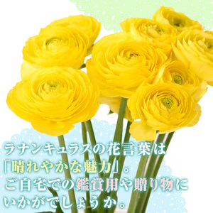 <先行予約受付中!2026年1月下旬~3月上旬頃に発送>あまてらすラナンキュラス (50本)花 生花 フラワー 切り花 業務用 贈り物 期間限定【NK011】【宮崎県農業協同組合 高千穂地区本部】