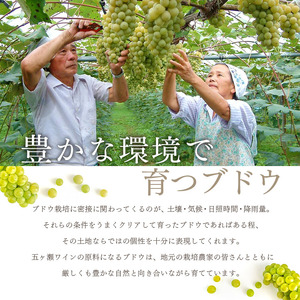 五ヶ瀬ワイン　飲み比べセット（白・甘口＆白・辛口）