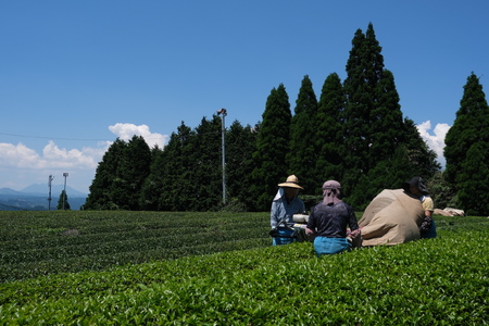 宮﨑茶房のお茶いろいろセット（１１種）