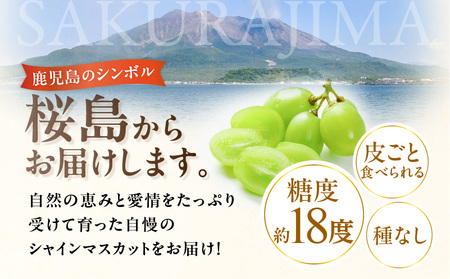 2024年 8月 お届け 先行予約 ！ 【 桜島産 】 シャインマスカット 1房 K261-001_01 シャイン マスカット ぶどう 葡萄 果物 フルーツ 旬 糖度 18度 皮ごと 種なし 種無し 農家 中尾農園 鹿児島 おすすめ ランキング プレゼント ギフト