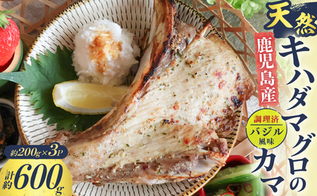 鹿児島産 天然 キハダマグロ の カマ 約200g × 3P 調理済 （ バジル風味 ） K100-012_01 魚 惣菜 総菜 冷凍