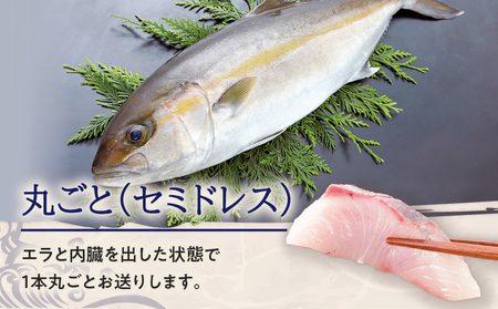 鹿児島県産 カンパチ 約3.5kg 一本丸ごと( セミドレス ) 活〆 K294-003_01 魚 魚介 新鮮 かんぱち 歯ごたえ 刺身 さしみ カルパッチョ しゃぶしゃぶ 焼き物 煮物 サカナカケル ふるさと納税 鹿児島 おすすめ ランキング プレゼント ギフト