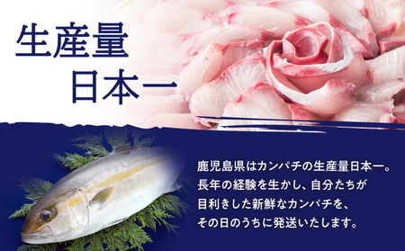 鹿児島県産 カンパチ 約3.5kg 三枚卸（ フィーレ ） 活〆 ※ 真空包装 K294-003_02 魚 魚介 新鮮 かんぱち 三枚卸 歯ごたえ 刺身 さしみ カルパッチョ しゃぶしゃぶ 焼き物 煮物 サカナカケルふるさと納税 鹿児島 おすすめ ランキング プレゼント ギフト