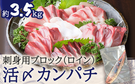 鹿児島県産 カンパチ 約3.5kg 刺身用 ブロック（ ロイン ） 活〆 ※ 真空包装 K294-003_03 魚 魚介 新鮮 かんぱち ブロック 歯ごたえ 刺身 さしみ カルパッチョ しゃぶしゃぶ 焼き物 煮物 サカナカケル ふるさと納税 鹿児島 おすすめ ランキング プレゼント ギフト