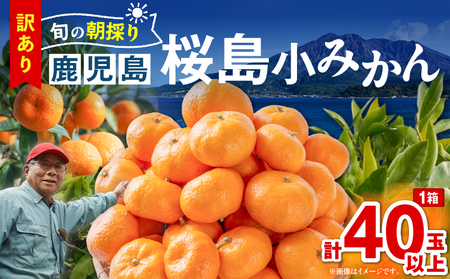 【 訳あり 】 【 期間限定 】旬の朝採り 鹿児島桜島小みかん 1箱 K343-003