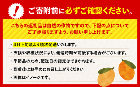 旬の朝採り! 鹿児島 桜島産びわ 2箱(訳あり品) K343-002_02 果物 フルーツ